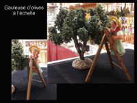 Gauleuse d'olives sur l'échelle