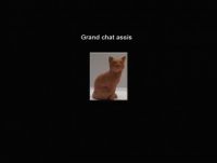 Grand chat assis